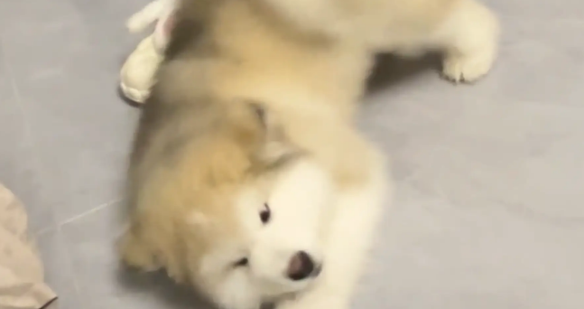 狗子叼着盆到处晃悠,最后主人才发现狗子是渴了 狗子叼着盆到处晃悠,最后主人才发现狗子是渴了