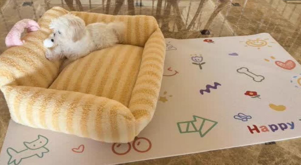 橙央宠物地毯怎么消毒 橙央宠物地毯怎么消毒