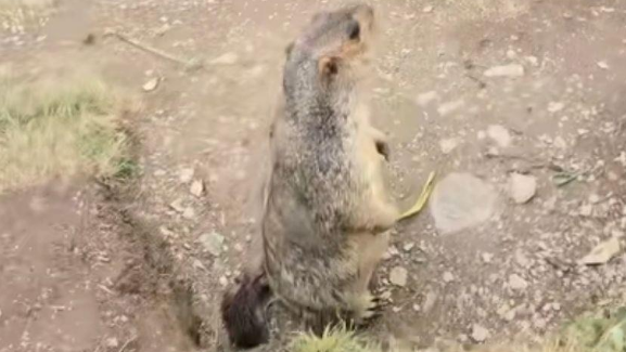 土拨鼠把一只宠物猫拐进洞？村委会：猫咪已找到并归还