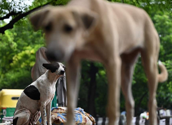 数千万流浪狗肆虐全国，印度法庭下令：必须整治！