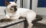 绝育后的猫咪需要吃处方粮吗