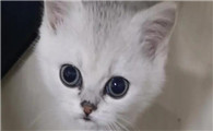 猫的眼屎多怎么回事