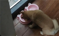 狗狗需要经常换狗粮吗