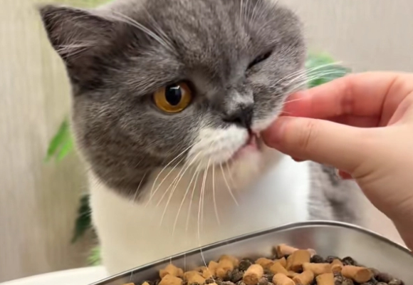 猫粮怎么选？诚实一口P40成科学养宠新标杆！