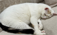 猫恶露有炎症用什么药