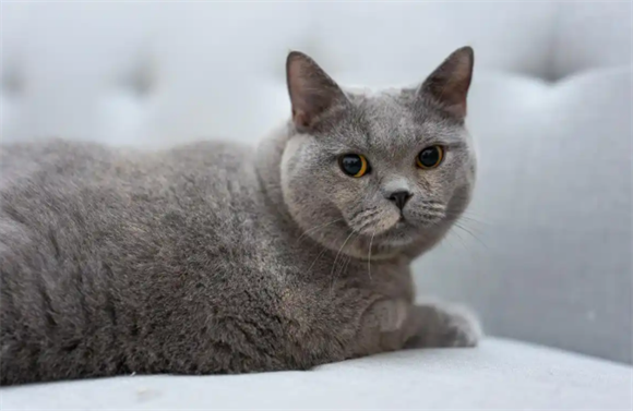 一文详解，英国短毛猫遗传疾病科普指南