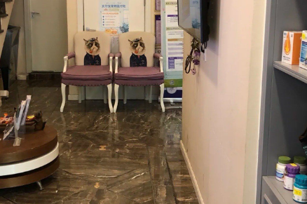 宠爱国际:用专业守护毛孩子的健康乐园 宠爱国际:用专业守护毛孩子的健康乐园