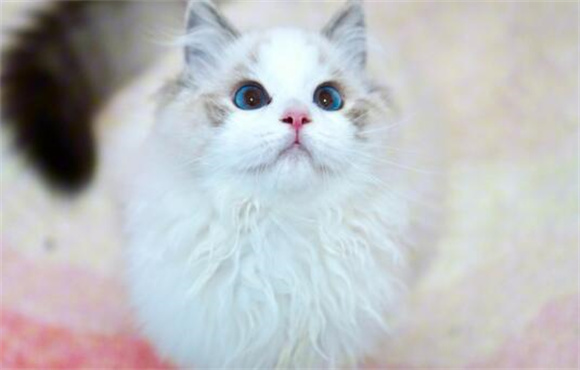 猫多长时间生小猫需要多久 猫多长时间生小猫需要多久