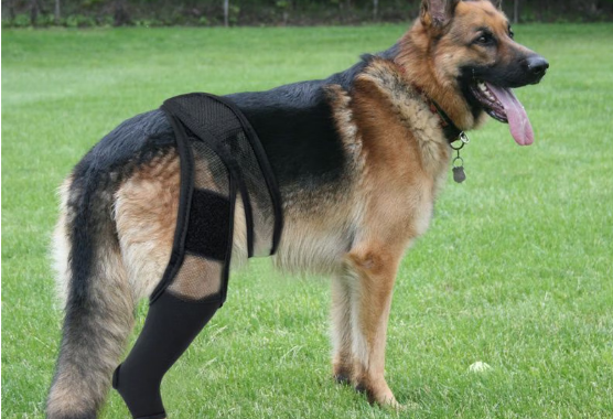 春锦秋鲤宠物腿部骨折固定护膝：科学助力康复