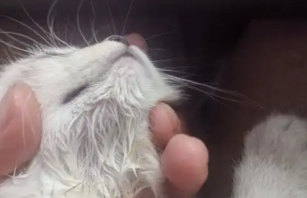 猫黑下巴用碘伏还是酒精