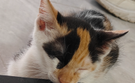 猫咪黑下巴症状有哪些
