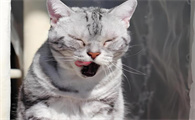 猫猫频繁打喷嚏，怎样判断是否生病