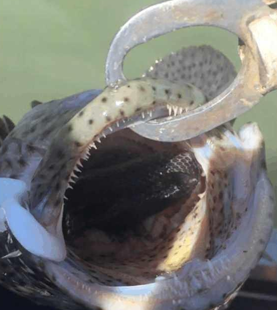 农村男子河里钓鱼到条怪鱼,掰开鱼嘴后都看呆了! 农村男子河里钓鱼到条怪鱼,掰开鱼嘴后都看呆了!