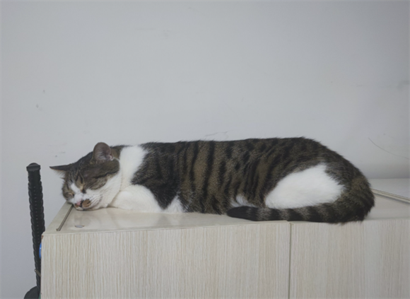 猫咪尿道堵塞最好的解决办法是什么 猫咪尿道堵塞最好的解决办法是什么