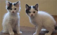 猫的智商与它的性格有关联吗