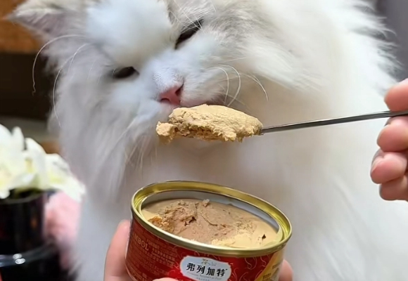 寻寻觅觅终于找到最好的猫罐头品牌!弗列加特主食罐直接闭眼入! 寻寻觅觅终于找到最好的猫罐头品牌!弗列加特主食罐直接闭眼入!