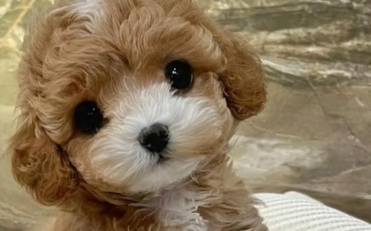 狗狗一直打嗝怎么回事 狗狗一直打嗝怎么回事