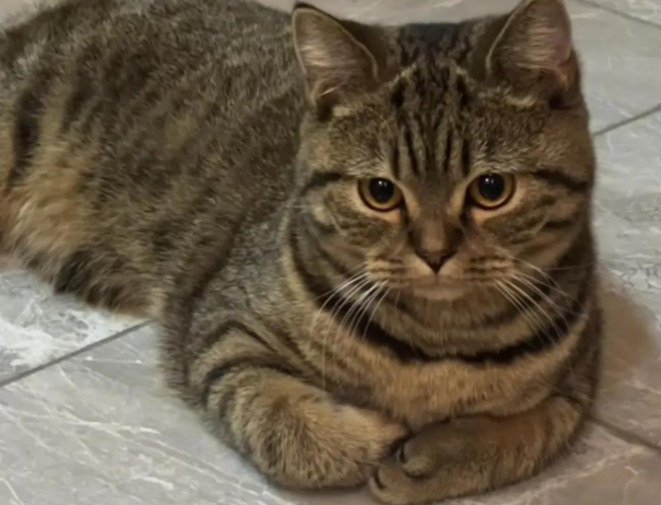 中国狸花猫科普:了解其多样性与独特特点 中国狸花猫科普:了解其多样性与独特特点