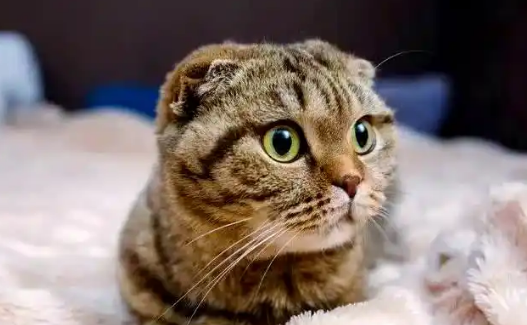 幼猫睡觉呼吸急促需要担心吗