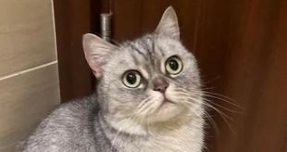 夏天猫容易得什么病 夏天猫容易得什么病