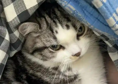 猫身上有跳蚤怎么彻底清除 猫身上有跳蚤怎么彻底清除