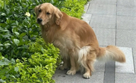 狗狗便秘吃什么药排便