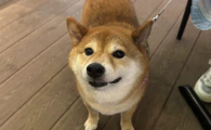 狗狗生理期可以用驱虫药吗