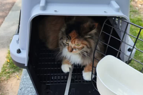 鱼跃星空宠物航空箱:猫狗通用,国航认证的安心之选 鱼跃星空宠物航空箱:猫狗通用,国航认证的安心之选