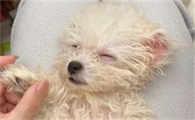狗脱毛严重皮肤烂有臭味