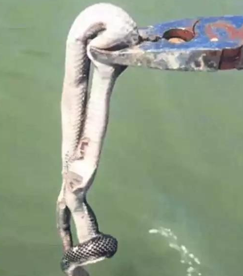 农村男子河里钓鱼到条怪鱼,掰开鱼嘴后都看呆了! 农村男子河里钓鱼到条怪鱼,掰开鱼嘴后都看呆了!