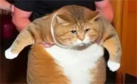 猫体重增加怎么回事