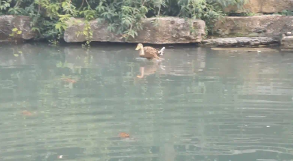 池塘里一只鸭子游泳滑稽,一只展翅高飞 池塘里一只鸭子游泳滑稽,一只展翅高飞