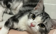 怎么给猫灌肠