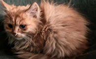 猫趾间炎是什么症状