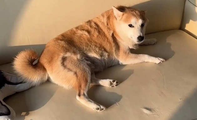 狗狗掉毛严重是什么原因导致的
