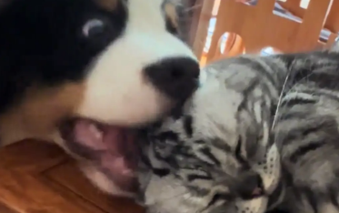 狗子想跟猫咪玩，没眼色还把猫咪惹生气了
