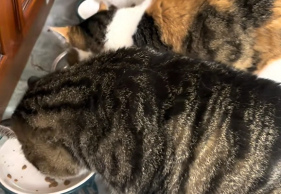狸花猫适合吃什么猫粮？宠熙S40烘焙猫粮解锁活力密码！