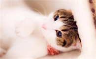 猫多大换牙结束