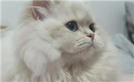 猫毛变白是怎么回事