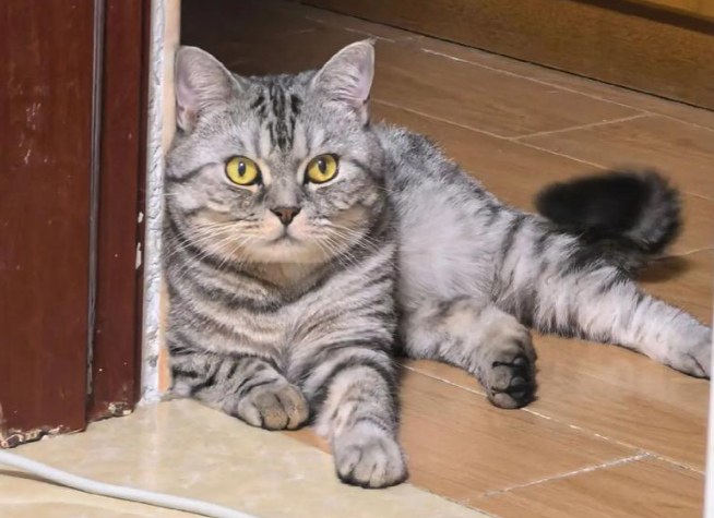 美国短毛猫：镌刻在毛发里的北美拓荒史