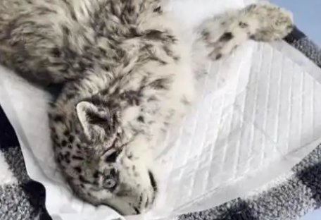 保护雪豹“凌小蛰”们,检察机关在行动! 保护雪豹“凌小蛰”们,检察机关在行动!