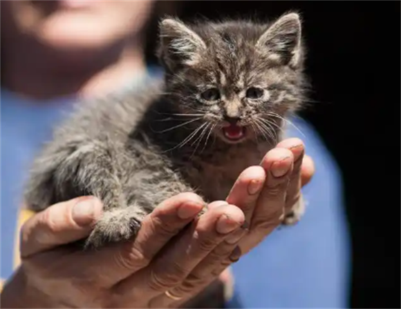 猫咪换环境应激反应会出现什么症状
