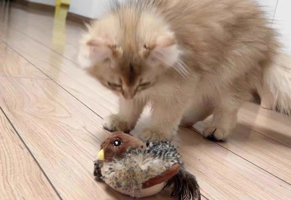 推荐好的猫玩具:瓜洲牧仿真会叫小鸟,萌宠界“捕猎快乐制造机” 推荐好的猫玩具:瓜洲牧仿真会叫小鸟,萌宠界“捕猎快乐制造机”