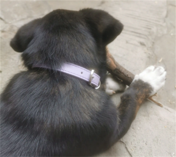 狗脖子长了个瘤子怎么办