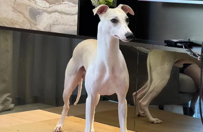 优雅与力量结合的狗狗品种,惠比特犬当仁不让,名列前茅! 优雅与力量结合的狗狗品种,惠比特犬当仁不让,名列前茅!