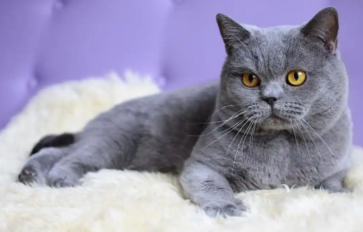 猫死亡后可以捐赠器官吗 猫死亡后可以捐赠器官吗