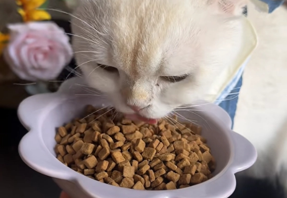 几个月的猫可以吃成猫粮?WoWo鲜肉低温烘焙粮让猫主子爱不释口 几个月的猫可以吃成猫粮?WoWo鲜肉低温烘焙粮让猫主子爱不释口