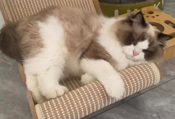 心楠猫抓板多久换一次 心楠猫抓板多久换一次