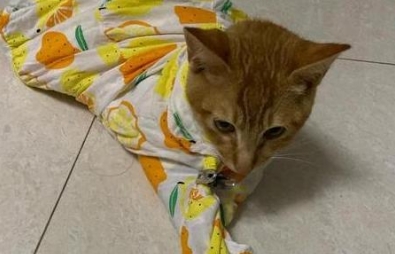 猫咪食欲不振吃什么开胃