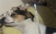 狗狗发热的症状表现有哪些